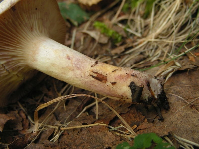 Lactarius uvidus